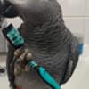 African Grey Parrots Proven Pair photo 3