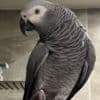 African Grey Parrots Proven Pair photo 2