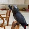 African Grey Parrots Proven Pair photo 4