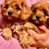 Cavapoo puppies photo 3