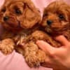Cavapoo puppies photo 4