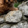 Cavapoo puppies photo 5