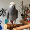 Beautiful African grey parrots and Hyacinth macaws available photo 1