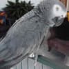 Beautiful African grey parrots and Hyacinth macaws available photo 2