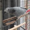 Beautiful African grey parrots and Hyacinth macaws available photo 3
