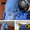Beautiful African grey parrots and Hyacinth macaws available photo 4