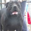 South African Mastiff Boerboel puppies for sale photo 3