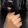 South African Mastiff Boerboel puppies for sale photo 5