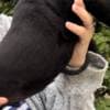 South African Mastiff Boerboel puppies for sale photo 6