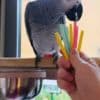 African Grey Parrots  very Friendly photo 2