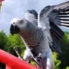 African Grey Parrots  very Friendly photo 3