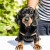 Standard Dachshund puppies photo 1