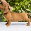 Standard Dachshund puppies photo 2