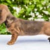 Standard Dachshund puppies photo 3