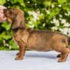 Standard Dachshund puppies photo 4