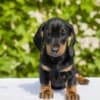 Standard Dachshund puppies photo 5