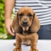 Standard Dachshund puppies photo 6
