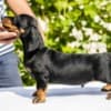 Standard Dachshund puppies photo 7