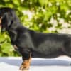Standard Dachshund puppies photo 8