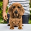 Standard Dachshund puppies photo 9