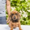 Standard Dachshund puppies photo 10