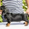 Standard Dachshund puppies photo 11