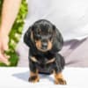 Standard Dachshund puppies photo 12