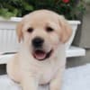 Labrador retriever puppies photo 1