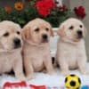 Labrador retriever puppies photo 2