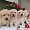 Labrador retriever puppies photo 3