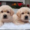 Labrador retriever puppies photo 4