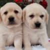 Labrador retriever puppies photo 5