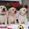 Labrador retriever puppies photo 6