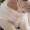 Labrador retriever puppies photo 8