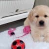 Labrador retriever puppies photo 9