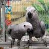 Handreared Baby African Greys for Sale photo 1