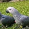 Handreared Baby African Greys for Sale photo 2