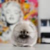 Cute Babi Pom rare color photo 1