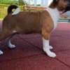 Basenji puppies for sale photo 1