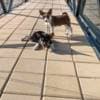 Basenji puppies for sale photo 2