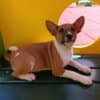 Basenji puppies for sale photo 3