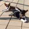 Basenji puppies for sale photo 6