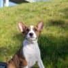 Basenji puppies for sale photo 7