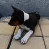Basenji puppies for sale photo 8