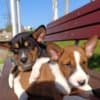 Basenji puppies for sale photo 9