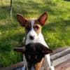Basenji puppies for sale photo 10