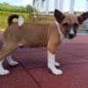 Basenji puppies for sale photo 11
