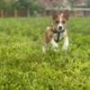 Basenji puppies for sale photo 12