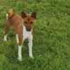Basenji puppies for sale photo 14