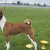 Basenji puppies for sale photo 15